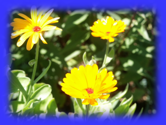 [Blumen mit Fuzzy Border]